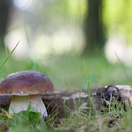 Rodinny Penzion U Wolfu Chrastava Экстерьер фото